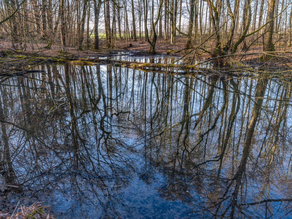 Teich im Wald